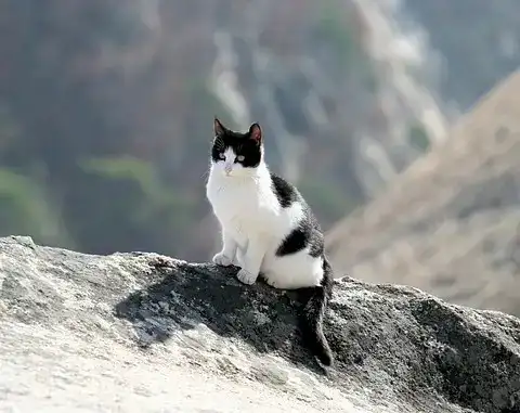 Katze auf Augenhöhe