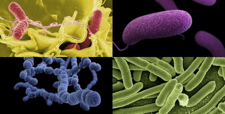 Beispielbilder für Prokaryoten