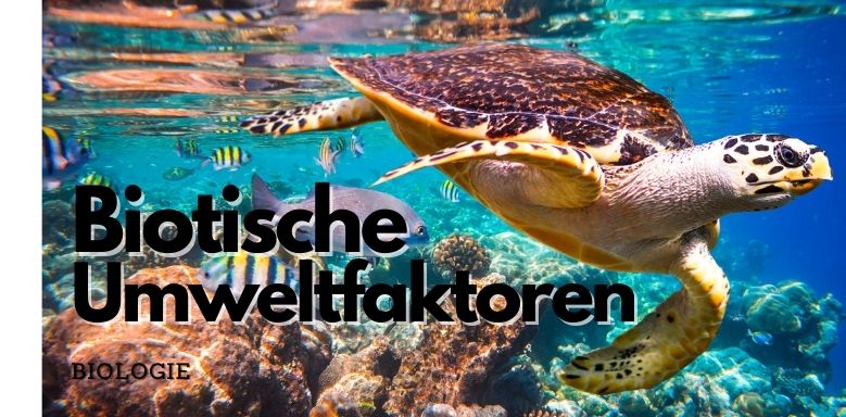 Losungsvorschlag 9 Losungsvorschlag 9