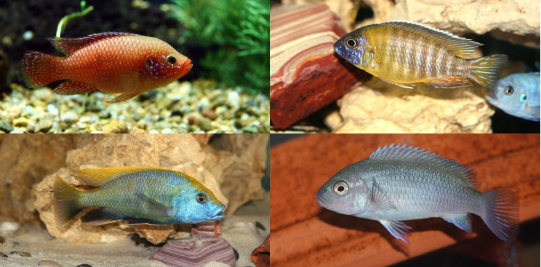 4 verschiedene Buntbarscharten mit unterschiedlicher Färbung