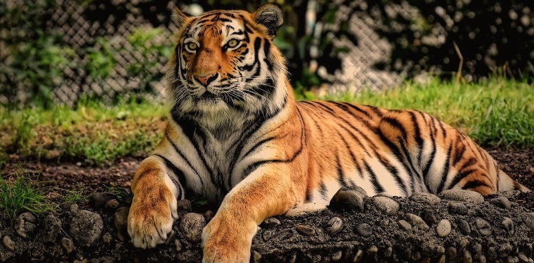 Hybridsterilität Tiger