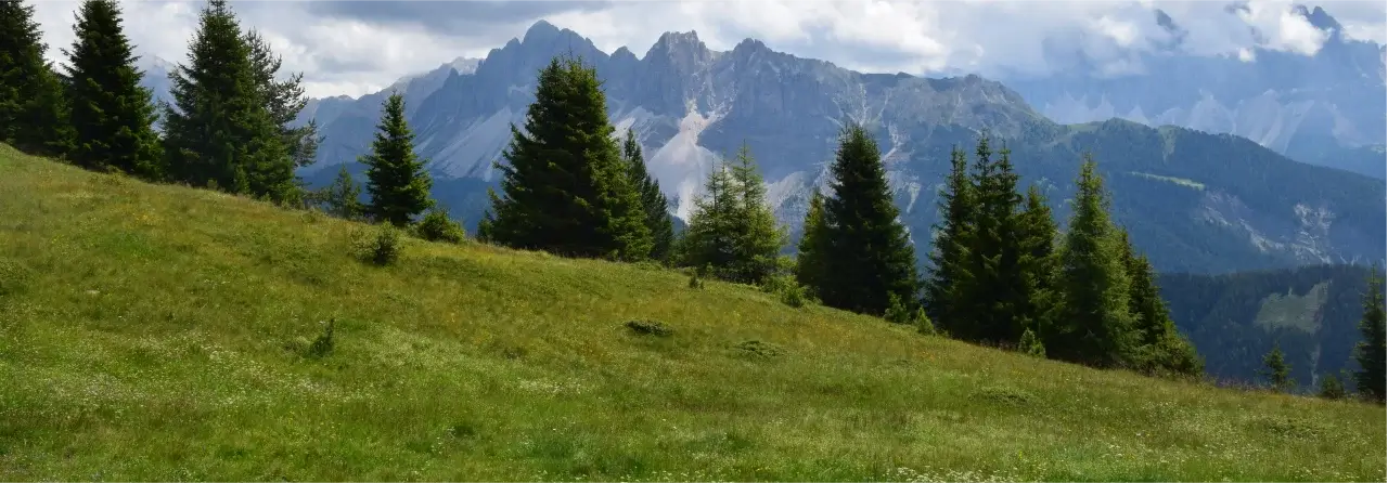 Nadelwälder in den Alpen