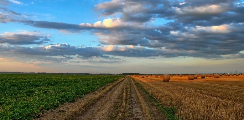 Ökologische Landwirtschaft - Feld