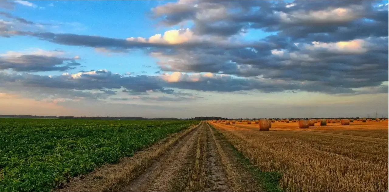 Ökologische Landwirtschaft - Feld