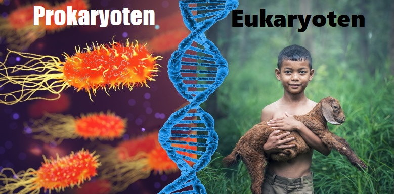 Prokaryoten Eukaryoten - Titelbild
