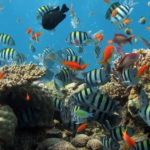 verschiedene Fischarten in einem Korallenriff als Schaubild für sympatrische Artbildung
