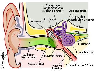 Anatomie des menschlichen Ohres - alle Bestandteile mit Kennzeichnung