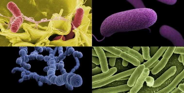 Collage mit Beispielen von Prokaryoten