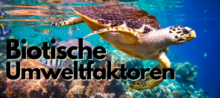 Was Sind Biotische Faktoren Biotische Faktoren - Beispiele und Definition einfach erklärt!