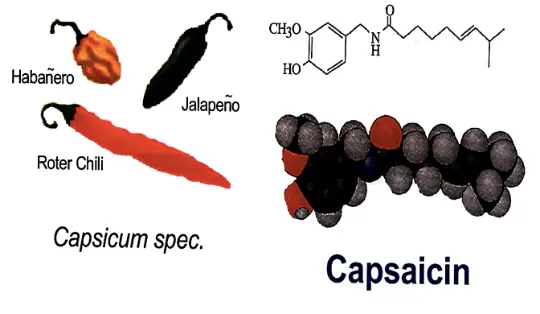 Capsaicin