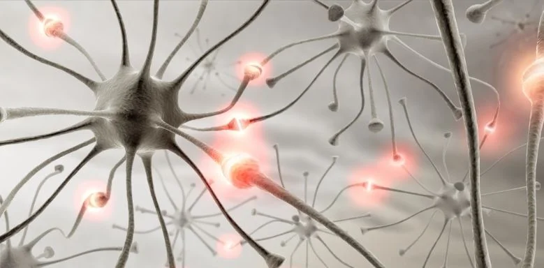 reizweiterleitung dendriten