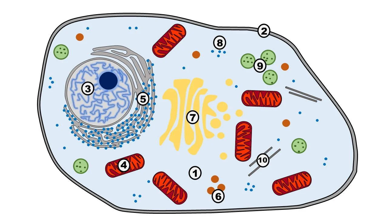 Eukaryoten Aufbau nummeriert