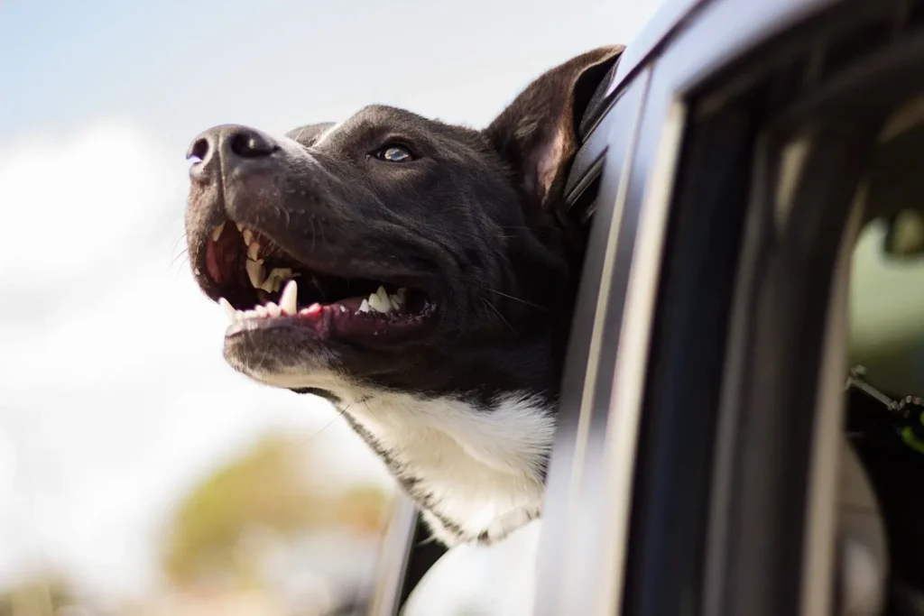 Hund steckt seinen Kopf beim Autofahren aus dem offenen Fenster