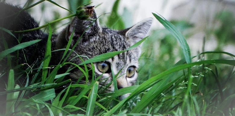 Katze im Gras als Beispiel für SS SZ