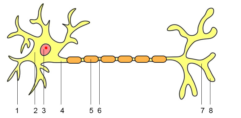 Aufbau der Nervenzelle