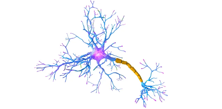 nervenzelle synapsen