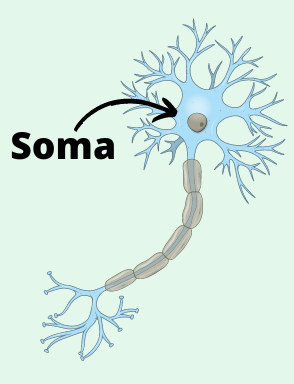 Nervenzelle Aufbau - Soma