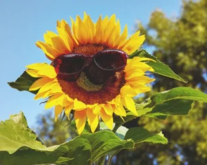 Sonnenblume mit Sonnenbrille