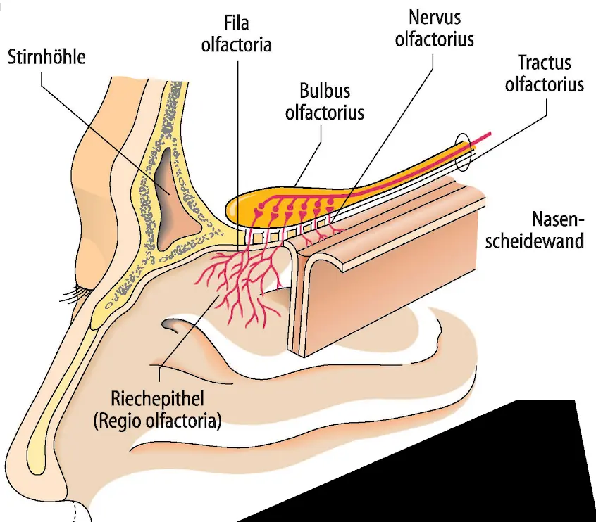 Bulbus Olfactorius