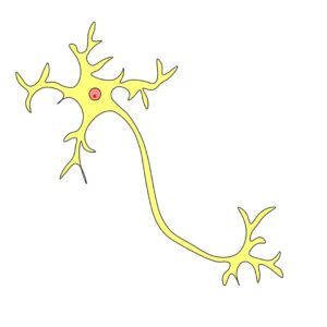 multipolare Nervenzelle