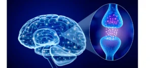 nervenzelle synapse