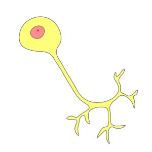 unipolare Nervenzelle