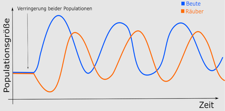 3. Lotka Volterra Regel, werden beide Populationen gleich stark verringert, erholt sich die Beute schneller