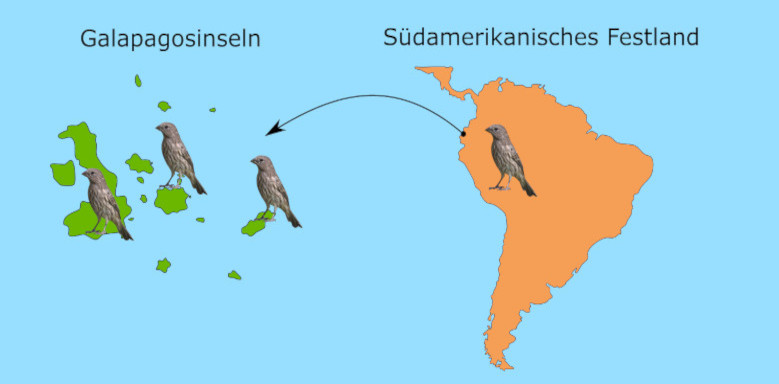 Umsiedlung der Finkenstammart von Südamerika auf die Galapagosinseln