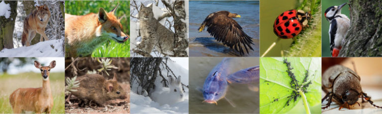 Beispiele Für Räuber Beute Beziehung Räuber-Beute-Beziehung - Alles was du darüber wissen musst