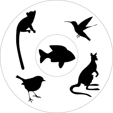 Fünf Beispiele für adaptive Radiation. Lemuren, Kleidervögel, Beuteltiere, Darwinfinken, Buntbarsche