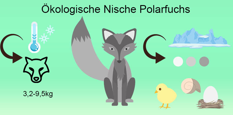 Ökologische Nische Polarfuchs