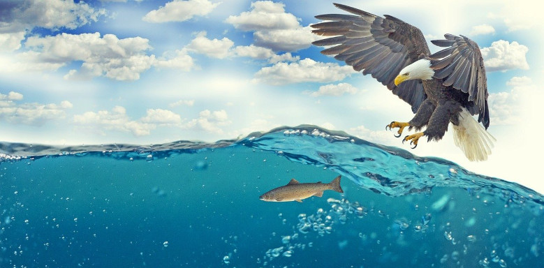 Weißkopfseeadler jagt Fisch