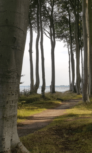 Romantik Epoche Natur Wald