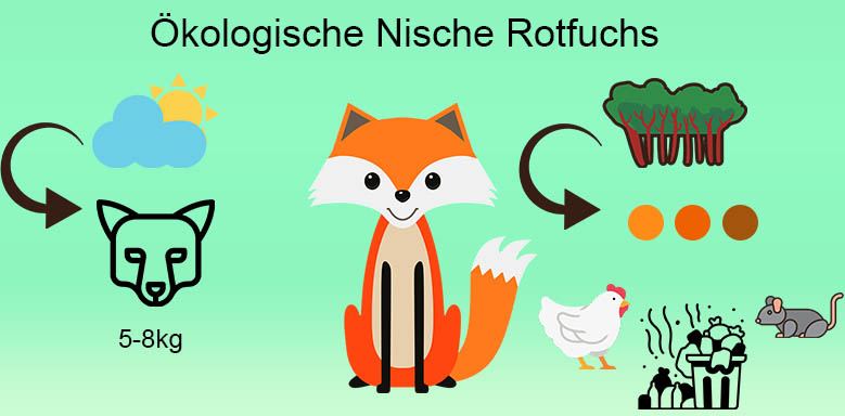 Ökologische Nische Rotfuchs