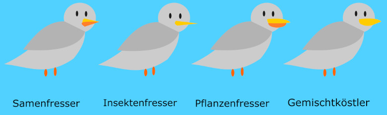 Schnabelformen und Nahrungsnischen der Darwinfinken. Samenfresser, Insektenfresser, Pflanzenfresser, Gemischtköstler