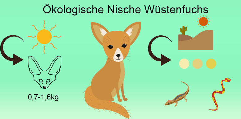 Ökologische Nische Wüstenfuchs