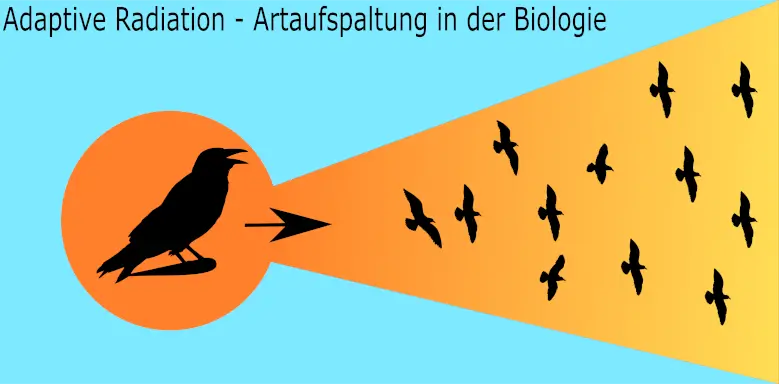 adaptive Radiation - Artaufspaltung in der Biologie