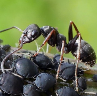 Ameisen beschützen Blattläuse in einer symbiotischen Beziehung