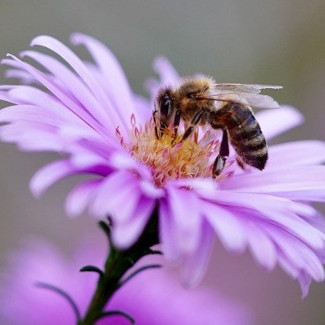 Symbiose zwischen Bienen und Blütenpflanzen