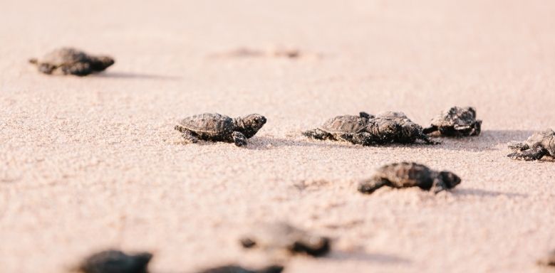 Schildkröten schlüpfen