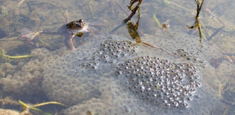 Amphibien Alles, was du über Frösche und Co. wissen musst