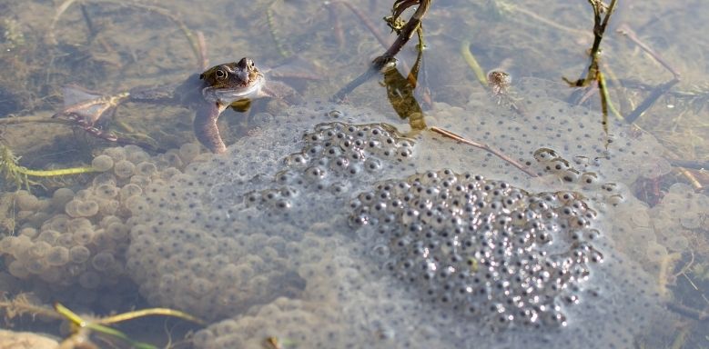 Amphibien Fortpflanzung Bild