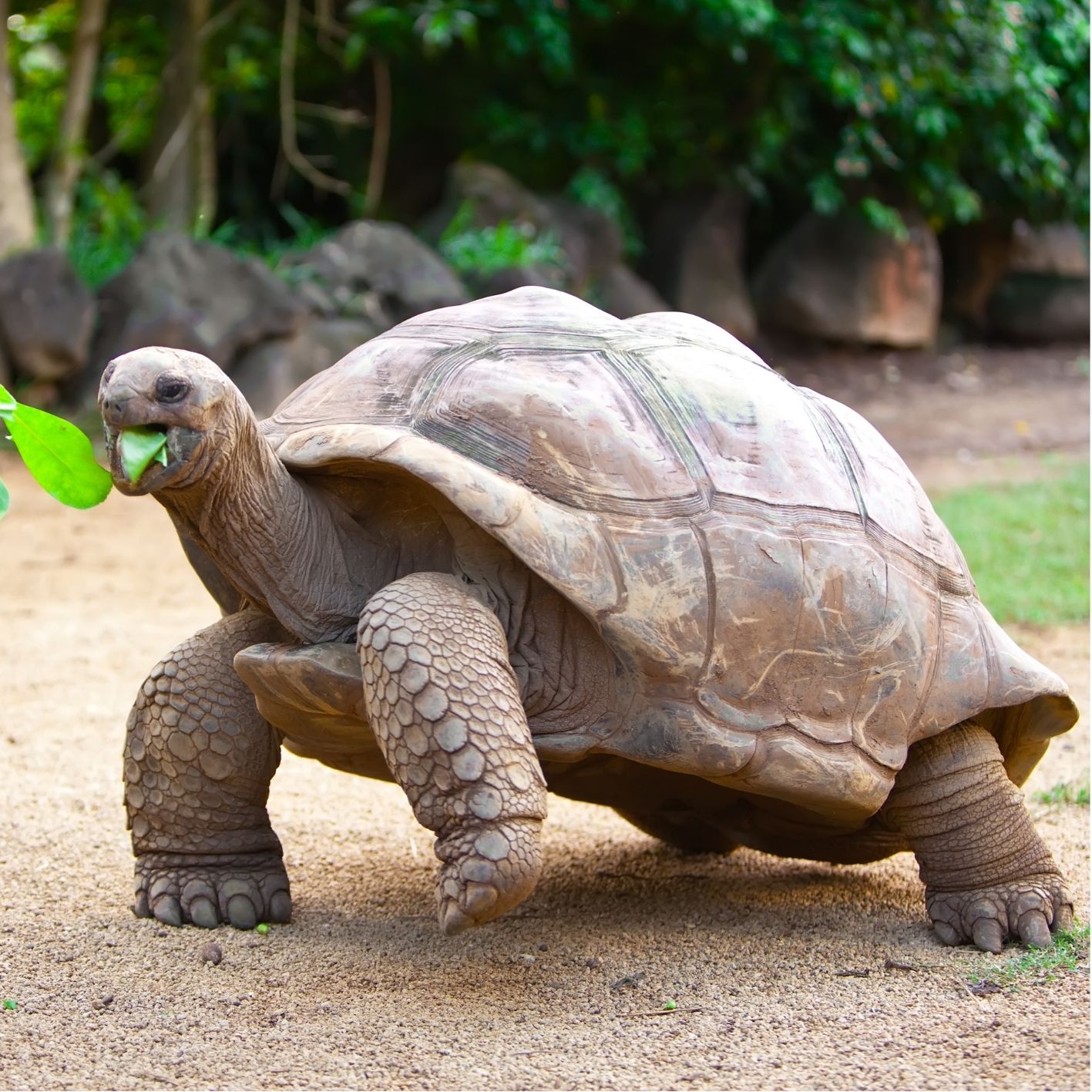 Schildkröte Steckbrief