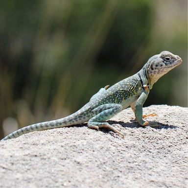 Echse Reptilien Bild einer Echse, die auf einem Stein sitzt