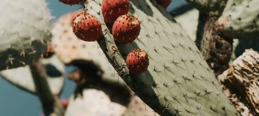 Bild eines Kaktus mit passiver Abwehr gegen Fressfeinde