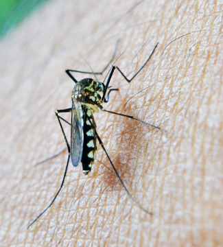 Sowohl Malariaerreger, als auch Mosquitos sind Parasiten
