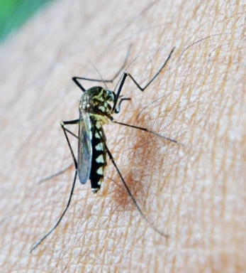 Ein Bild eines Mosquitos das auf menschlicher Haut sitzt