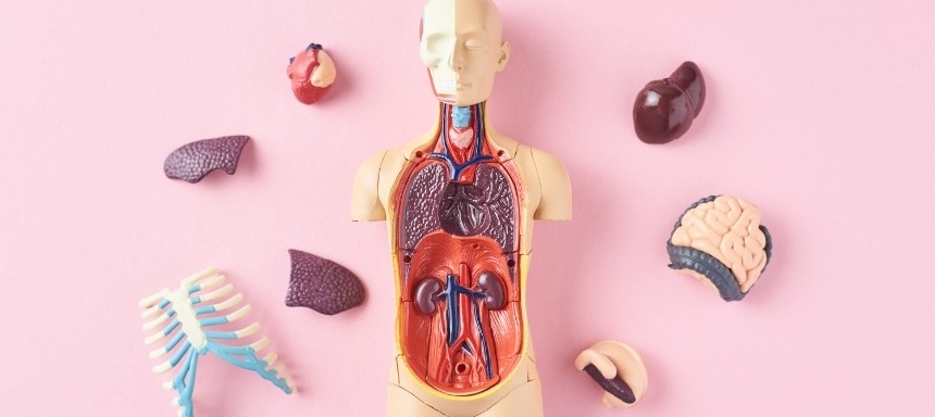 Lehrmodell zeigt innere Organe und deren Lage