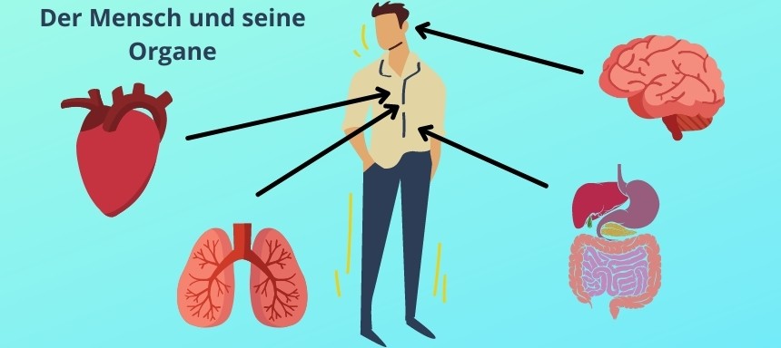 Mannes des im organe körper Bei der