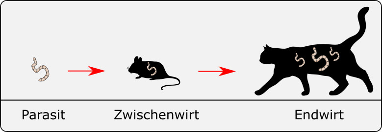 Frisst ein Tier einen infizierten Wirt, kann es selbst zum Wirt werden.